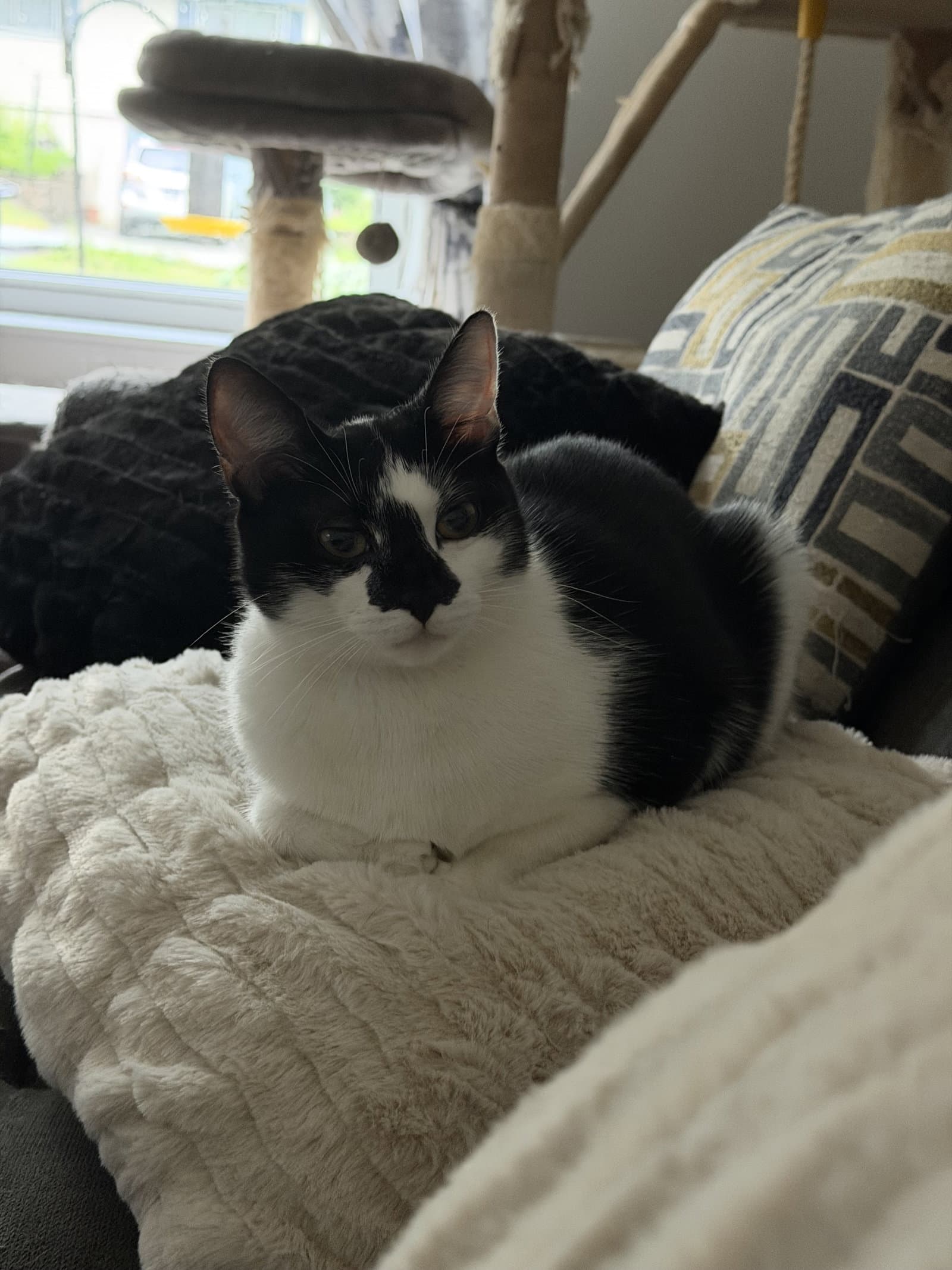 Gin Gin - Domestic Short Hair