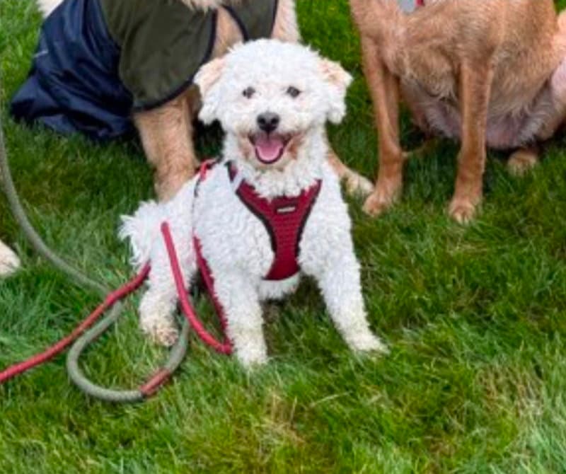 Panettone - Havanese