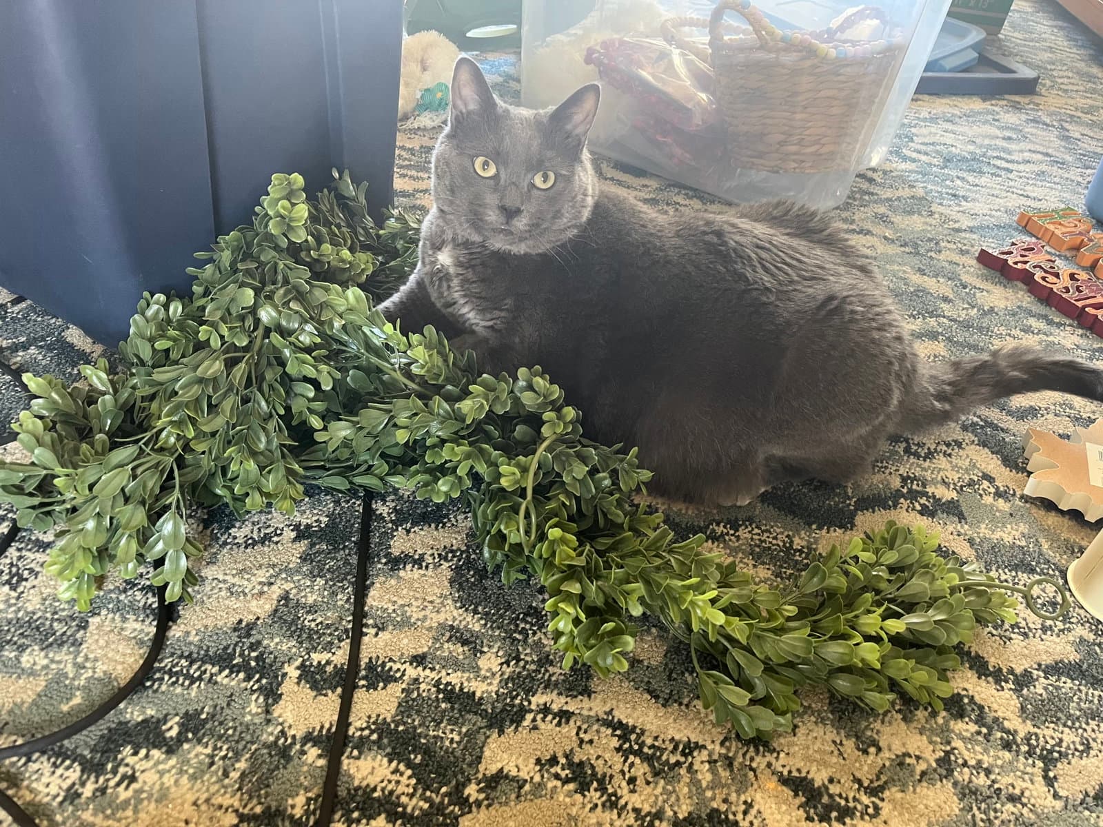 Benny - Domestic Short Hair