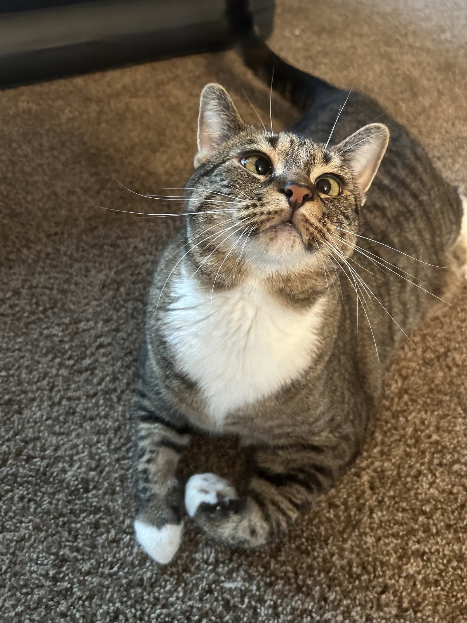 Piper - Domestic Short Hair