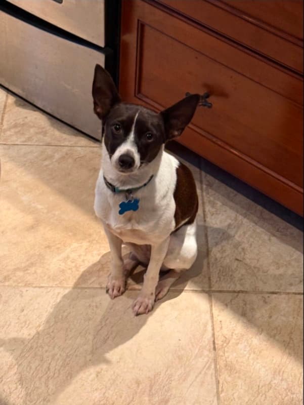 Precious - Rat Terrier