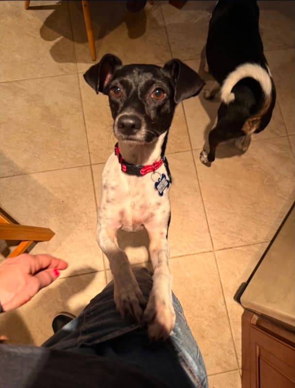Sasha - Rat Terrier