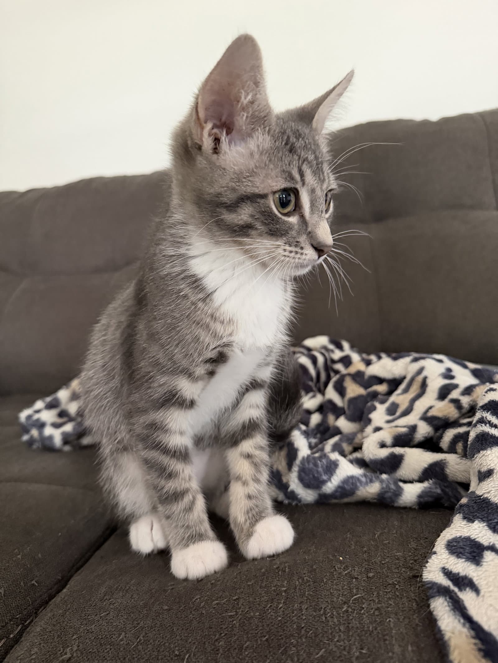 Cosmo - Domestic Short Hair