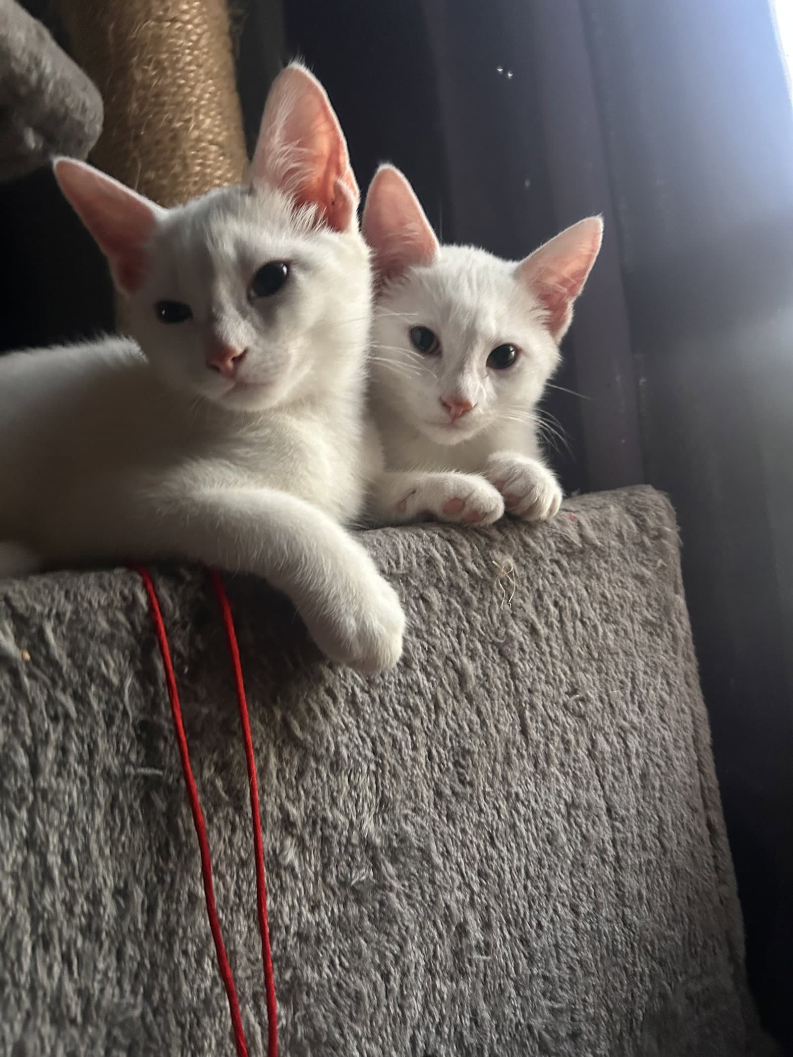 Blanche - Domestic Medium Hair