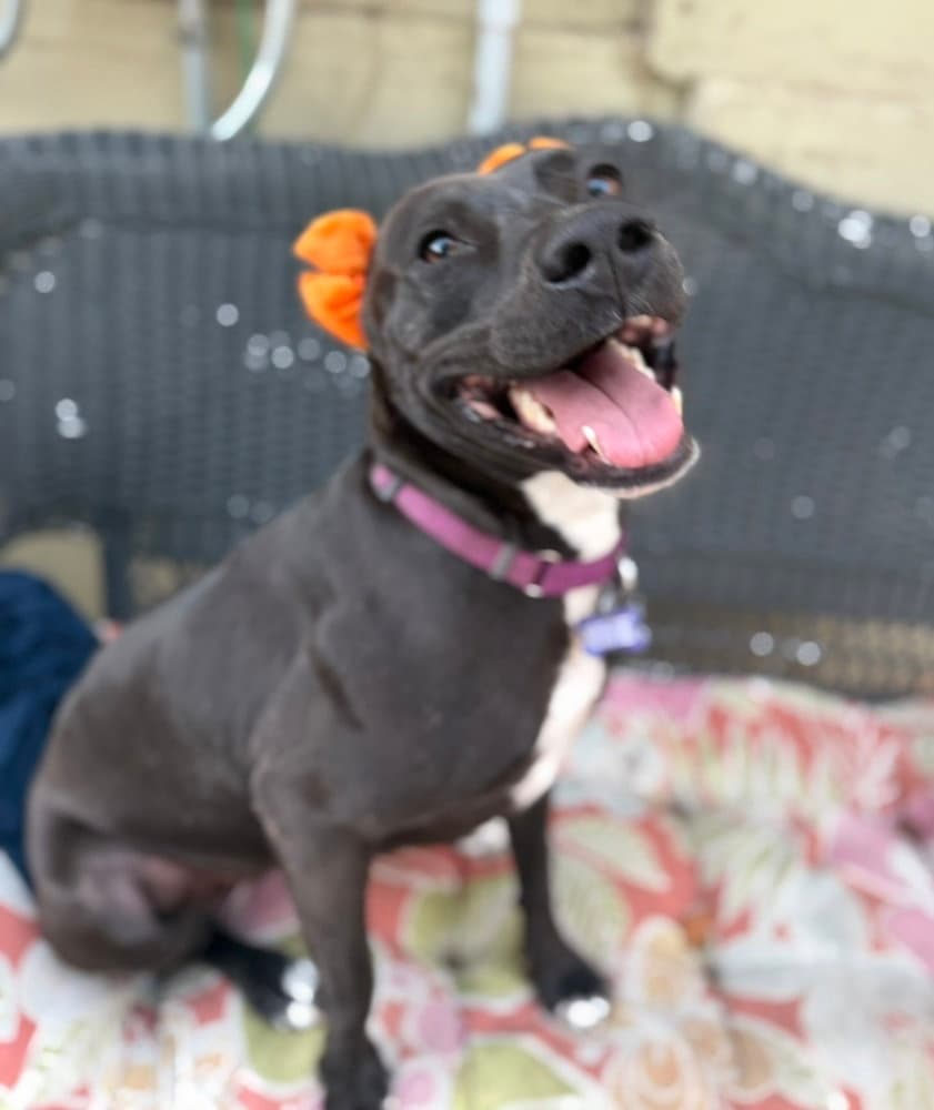 Bianca - Labrador Retriever