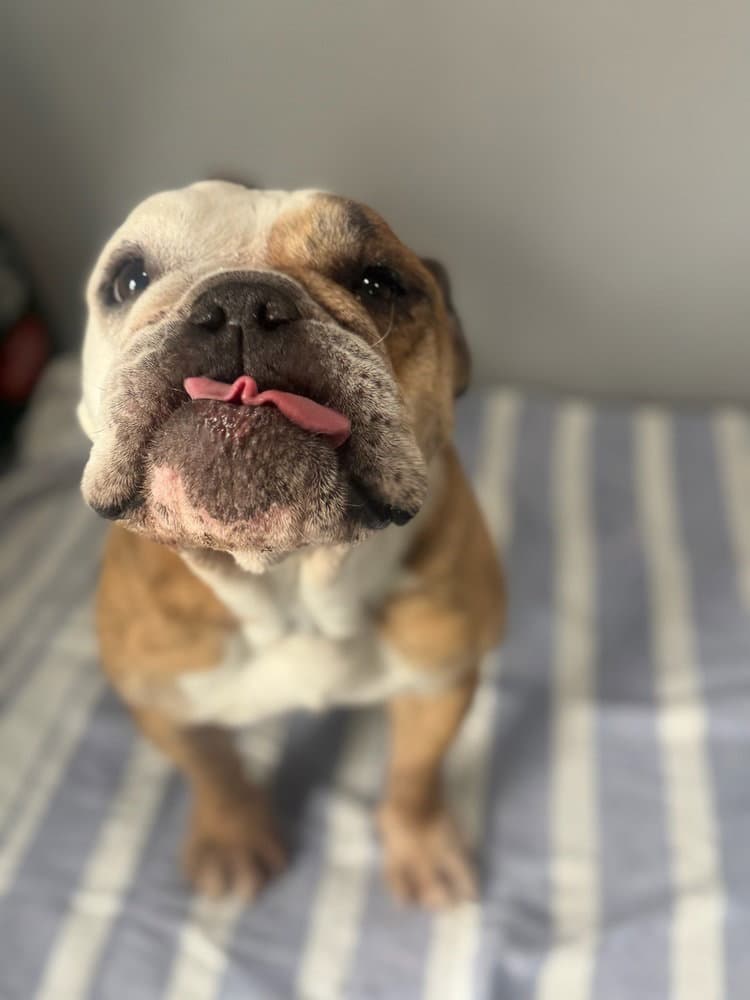 Lola - English Bulldog