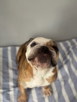 Lola image 2