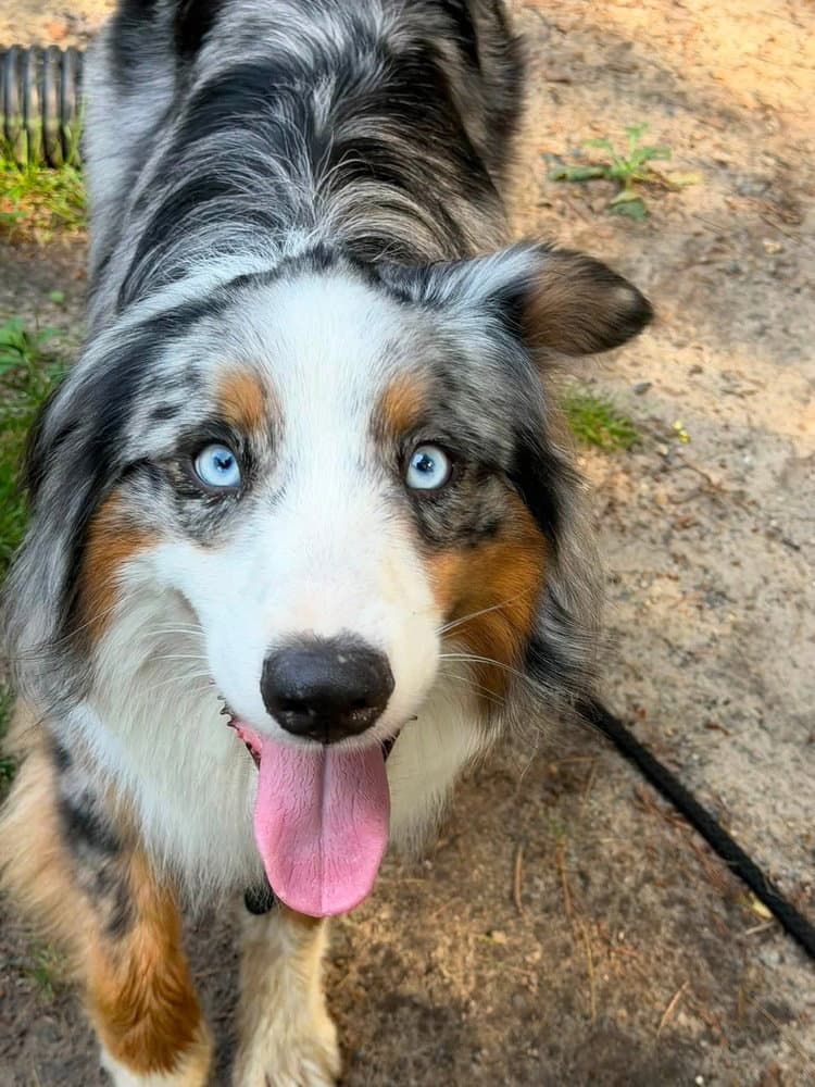 Kiefer - Australian Shepherd