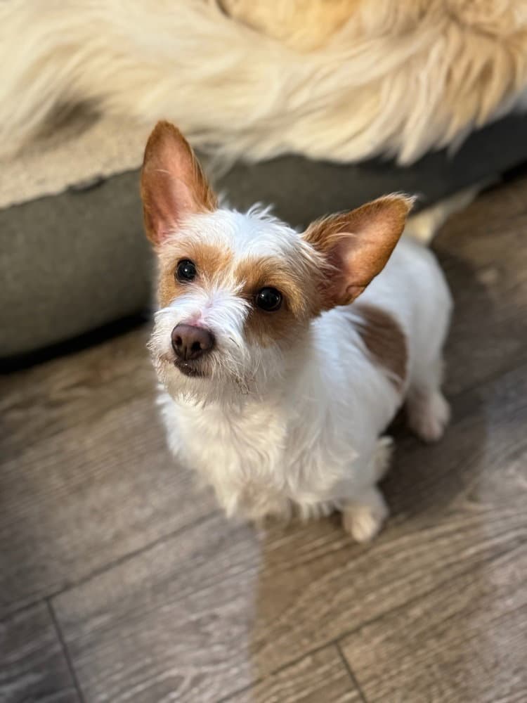 Booger Sugar - Chihuahua