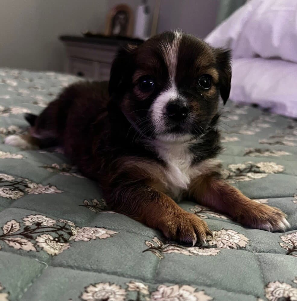 Temaki - Terrier