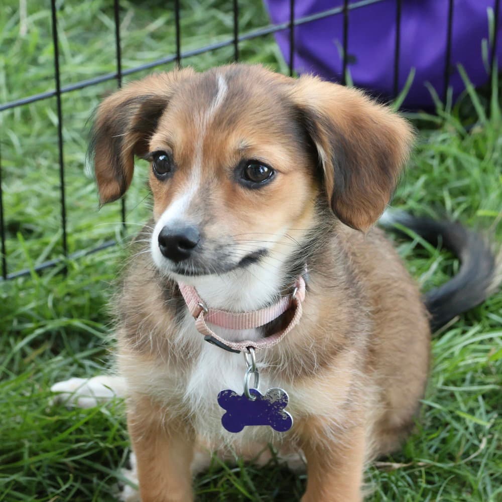 Temaki - Terrier