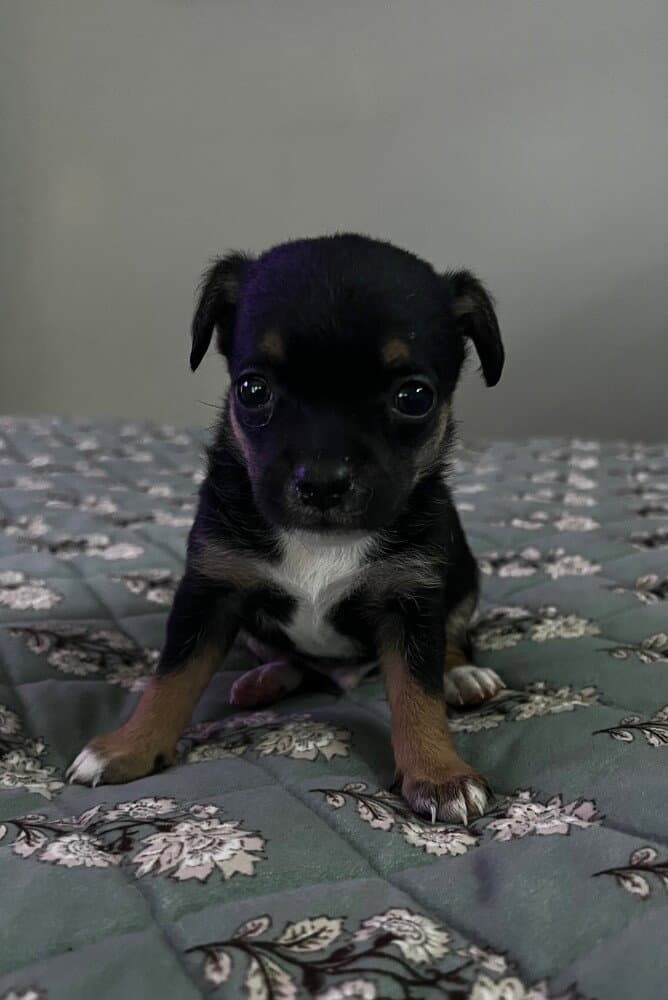 Nori - Terrier