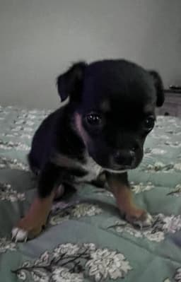 Nori image 2