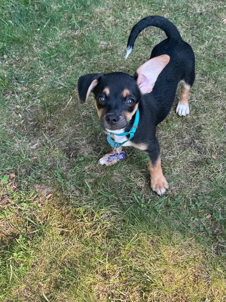 Nori - Terrier