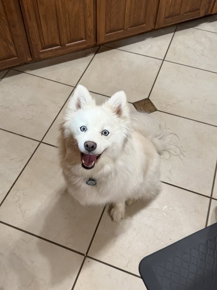 Shayla - Samoyed