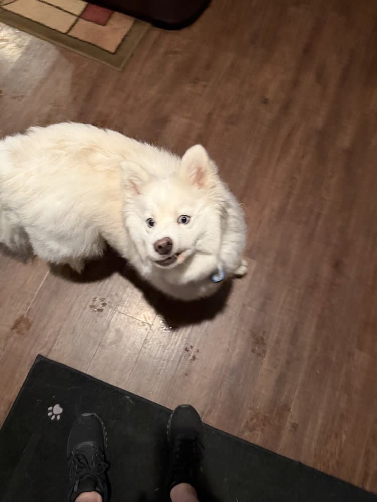 Shayla - Samoyed