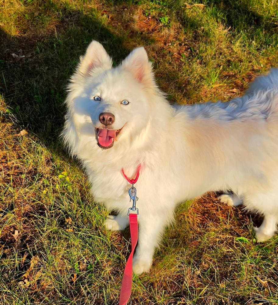 Shayla - Samoyed