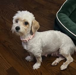Mama Miso image 1