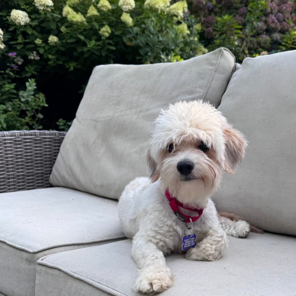 Mama Miso - Terrier