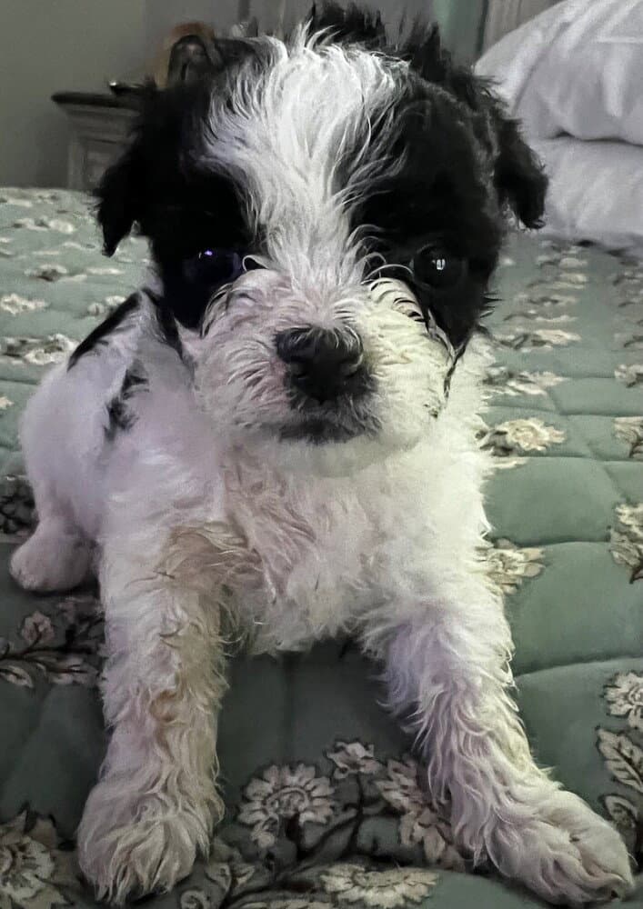 Nigiri - Terrier