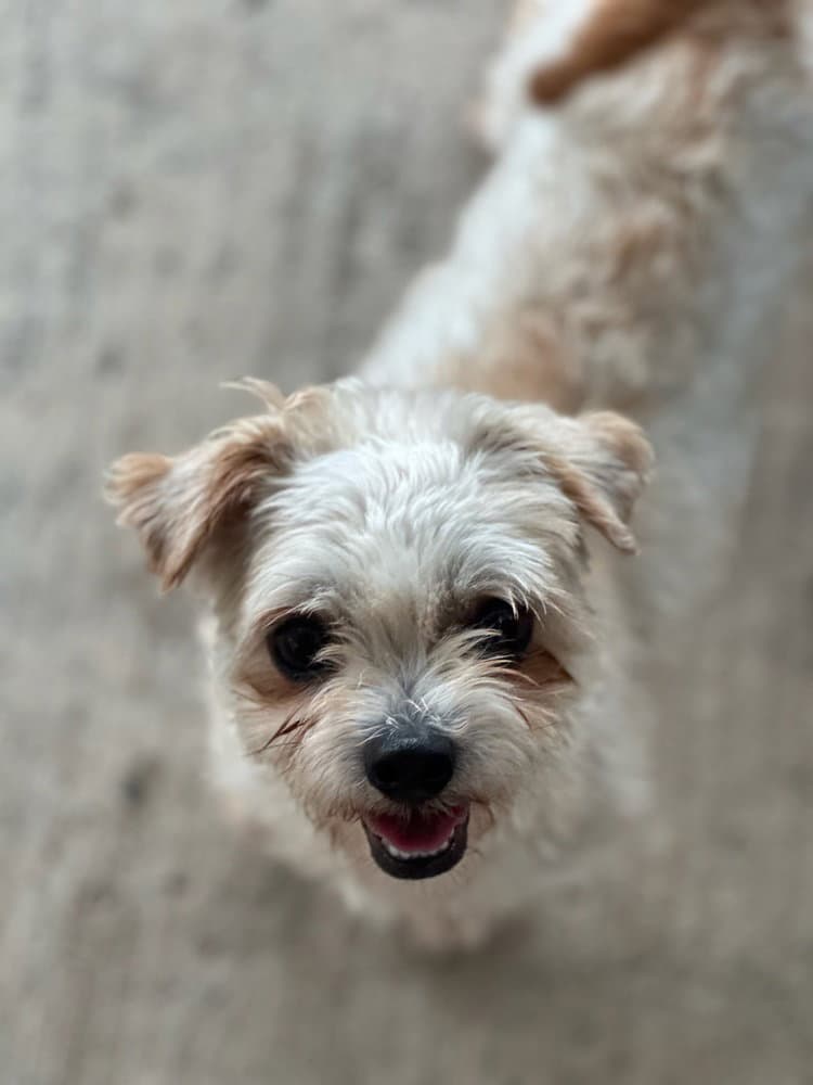 Mateo - Maltese