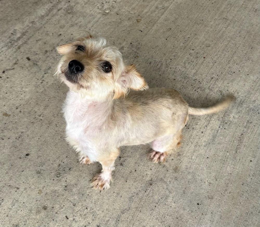 Tabitha - Terrier