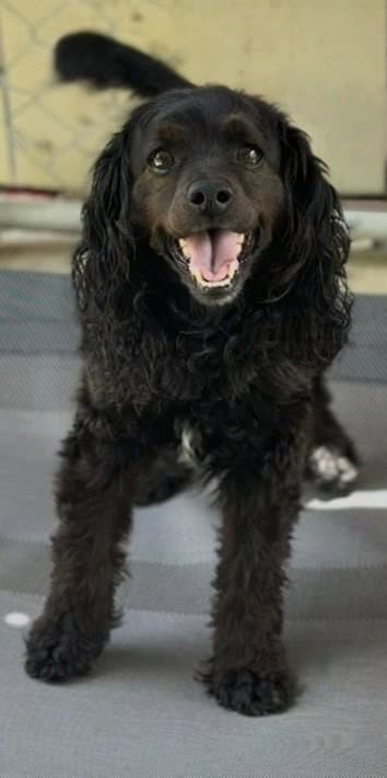 Hannibal - Cocker Spaniel