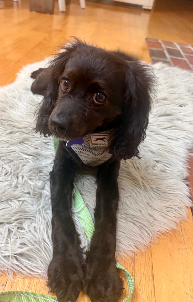 Hannibal - Cocker Spaniel