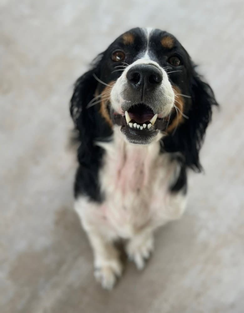Clarice - English Springer Spaniel