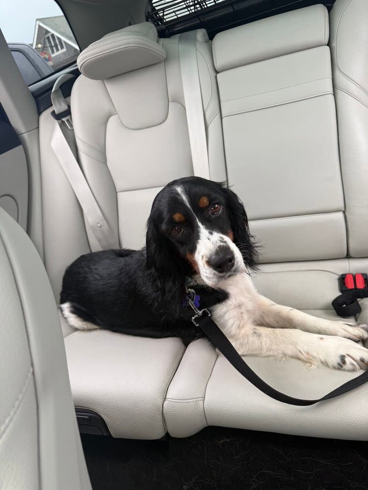 Clarice - English Springer Spaniel