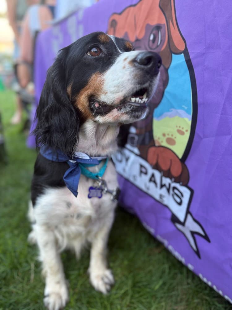 Clarice - English Springer Spaniel