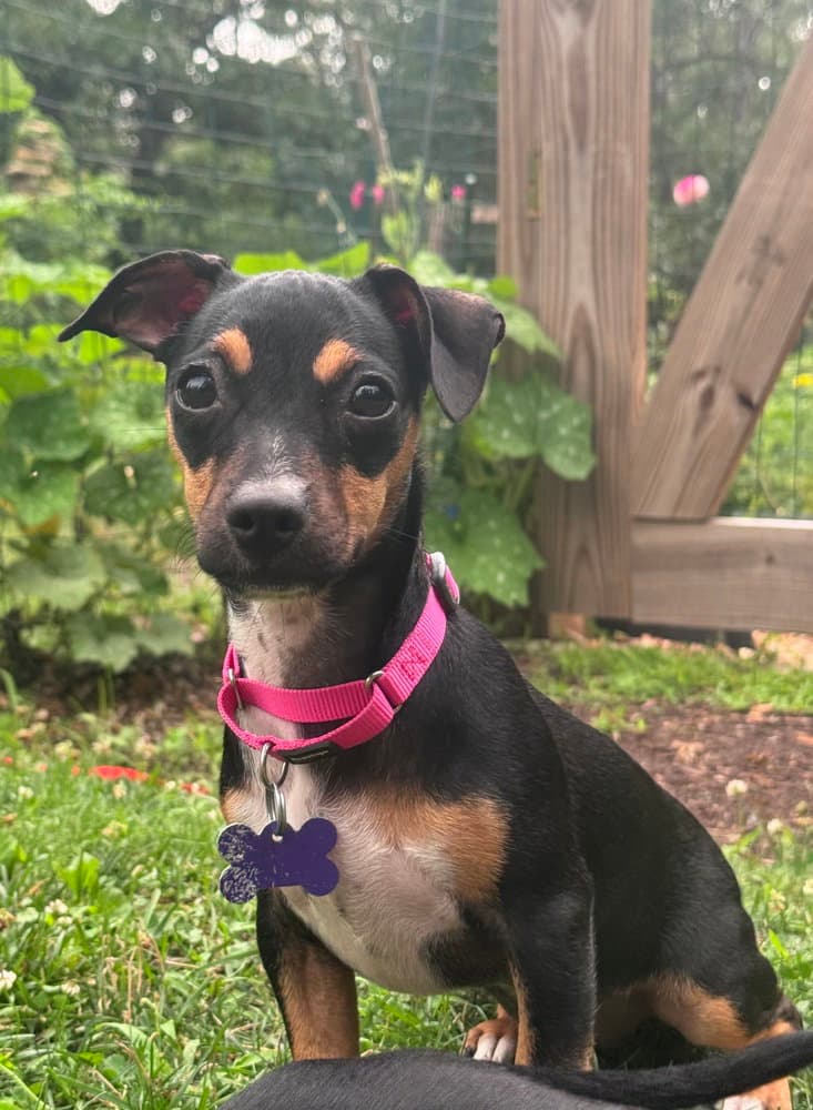 Cookie Dough - Chihuahua