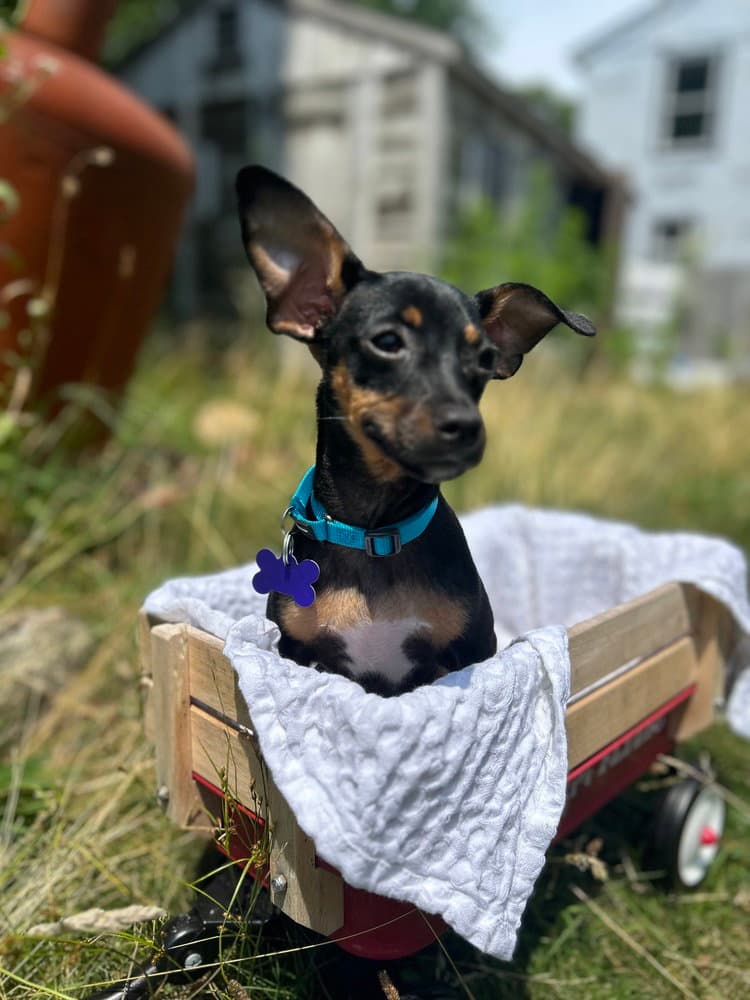 Rocky Road - Chihuahua