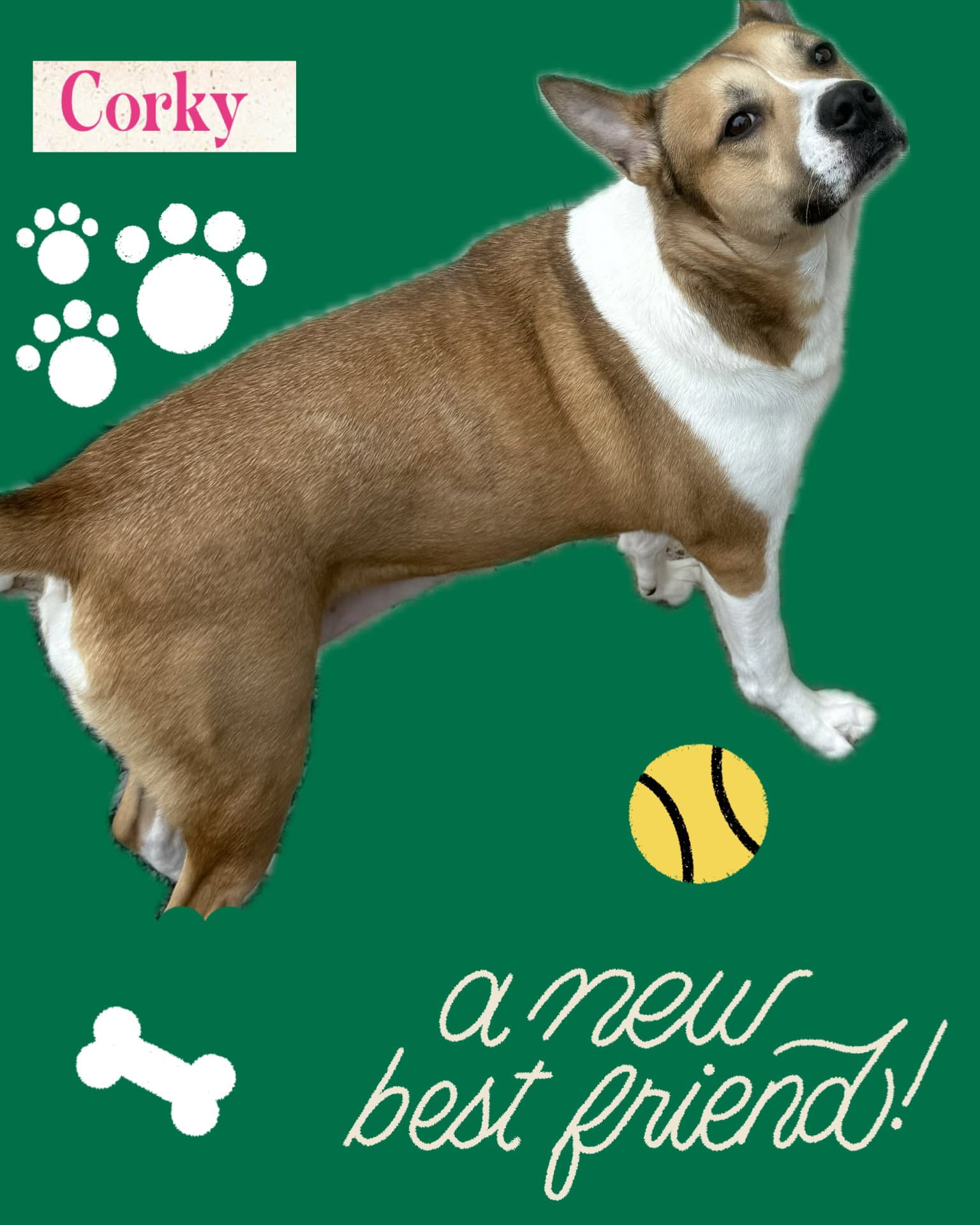 Corky - Hound