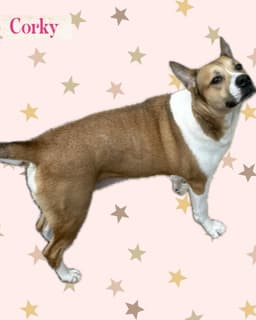 Corky image 2