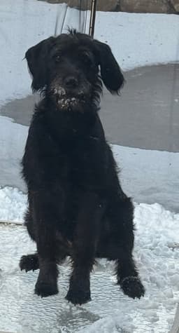 Winston image 1