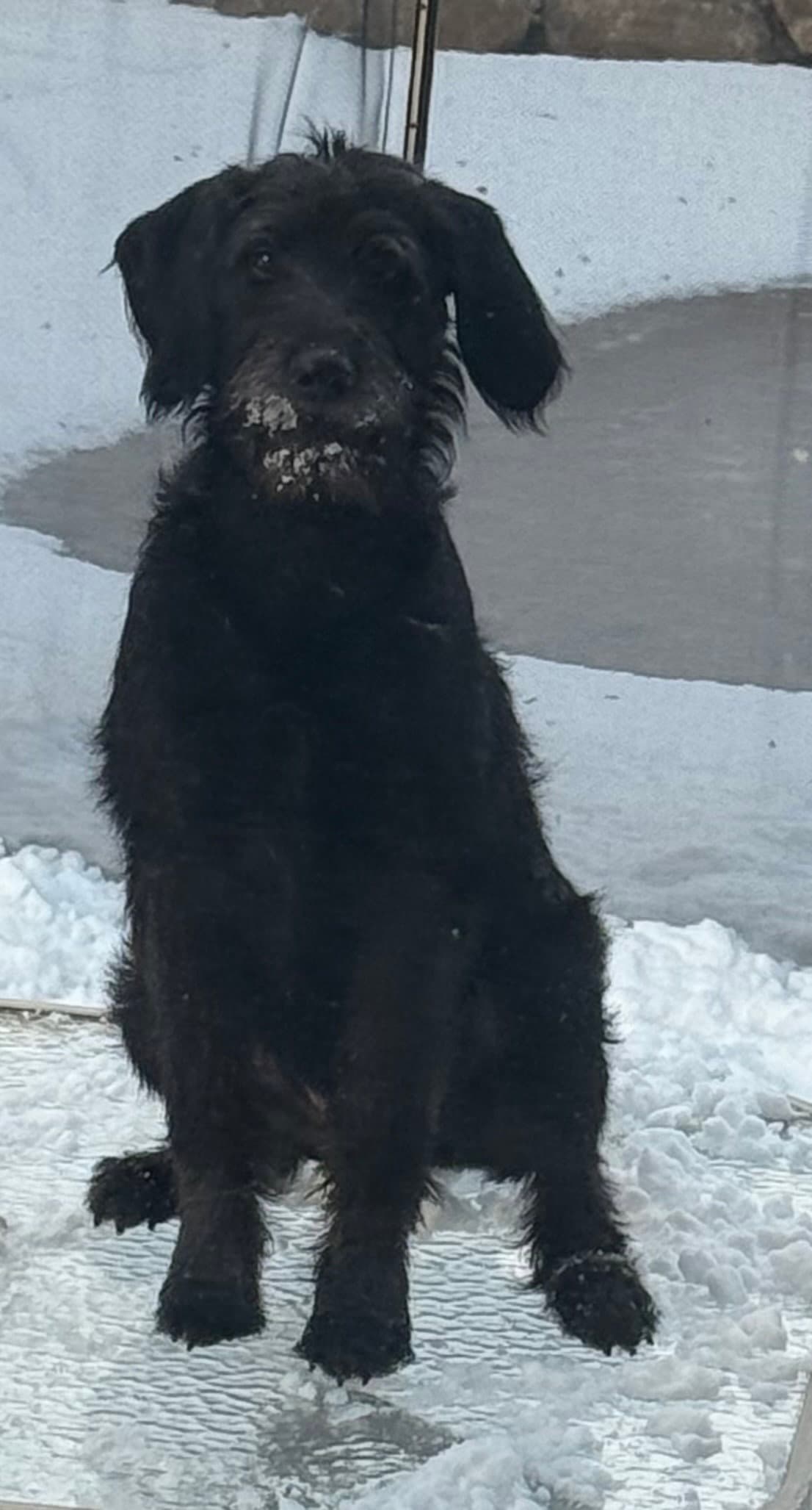Winston - Poodle (Standard)