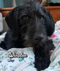 Winston image 3