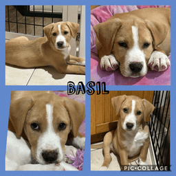 Basil image 1