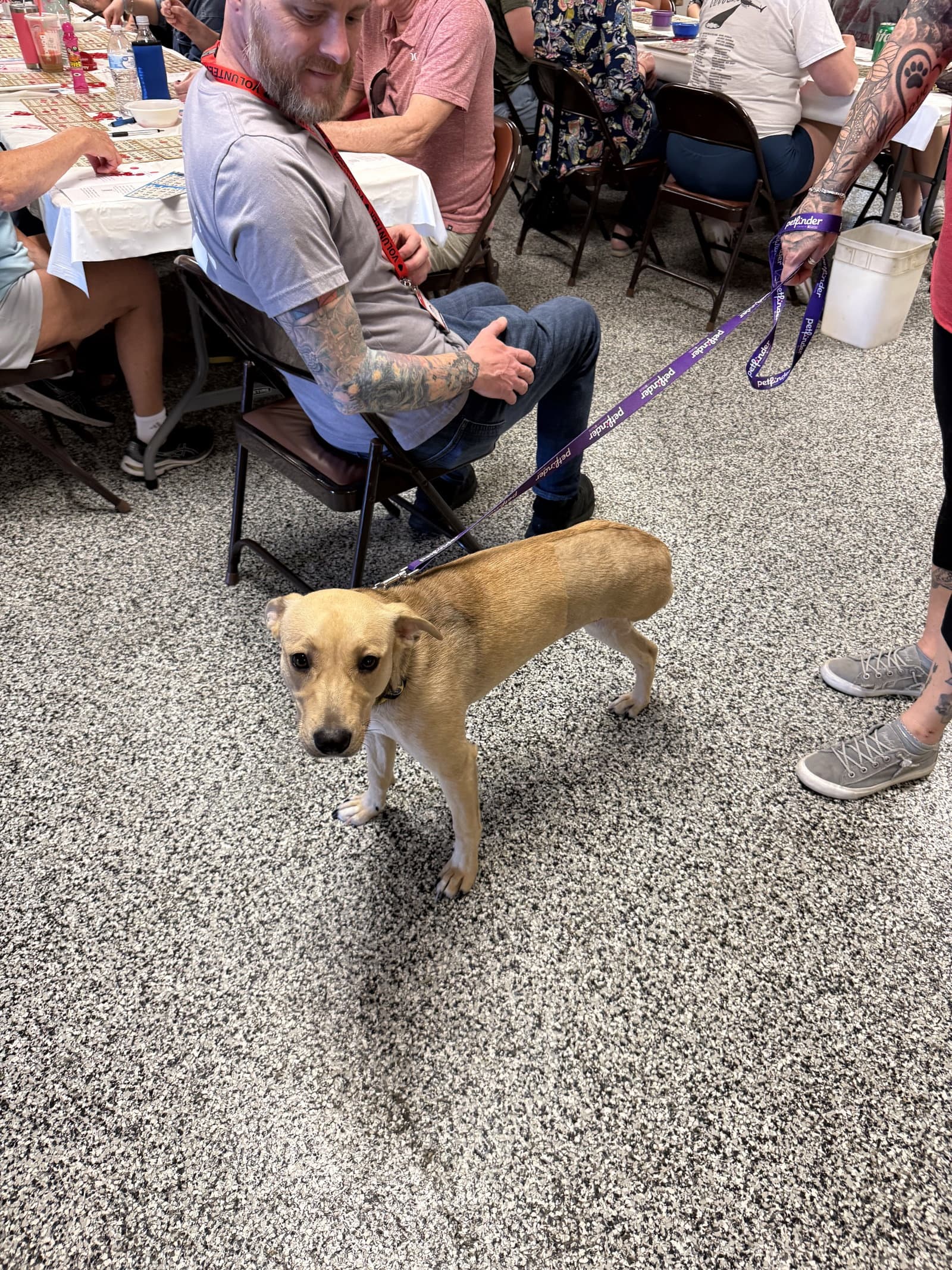 Grace - Carolina Dog
