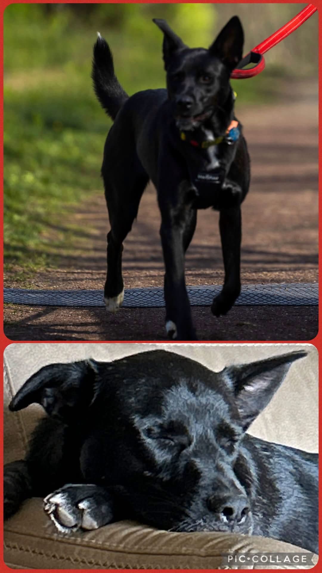 Georgia - Shepherd