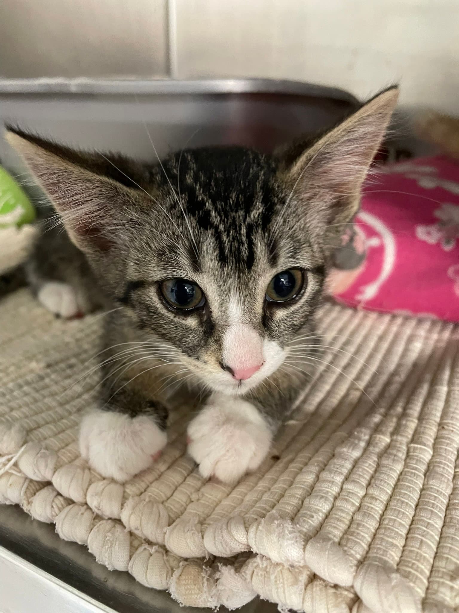Mamba - Domestic Short Hair