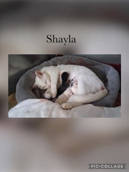 Shaylah Kitten- Autumn image 2