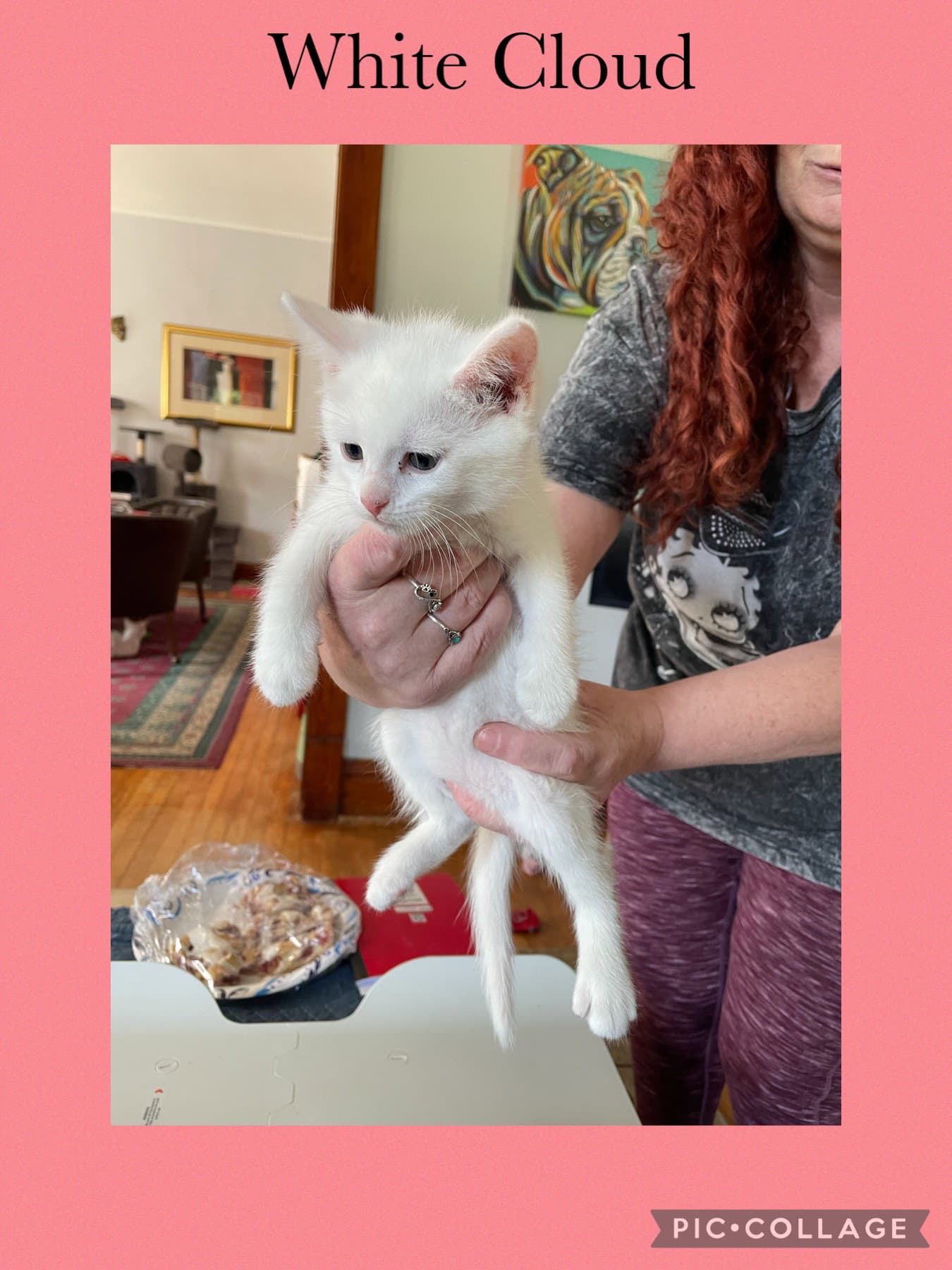 Shaylah Kitten- White Cloud - Domestic Short Hair