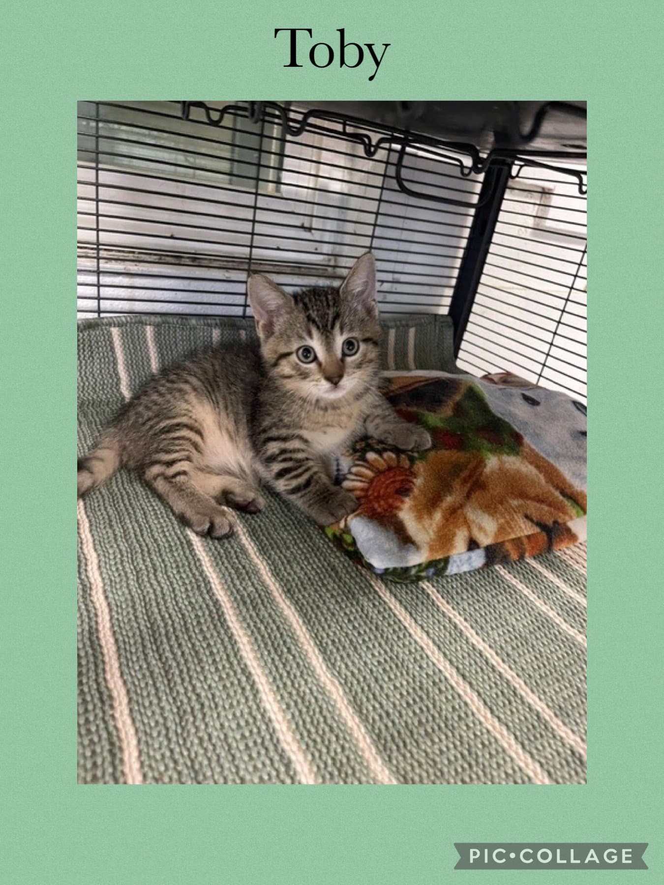Charlene Kitten Two- Toby - Domestic Short Hair
