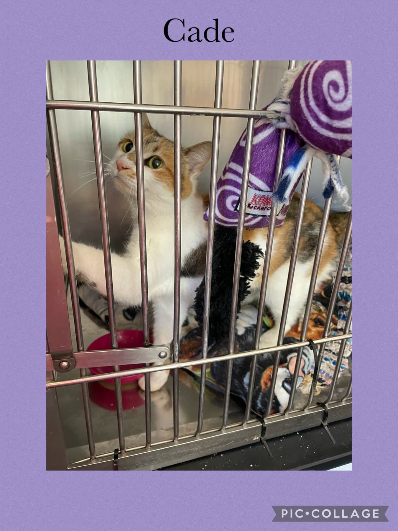 Cade - Domestic Short Hair