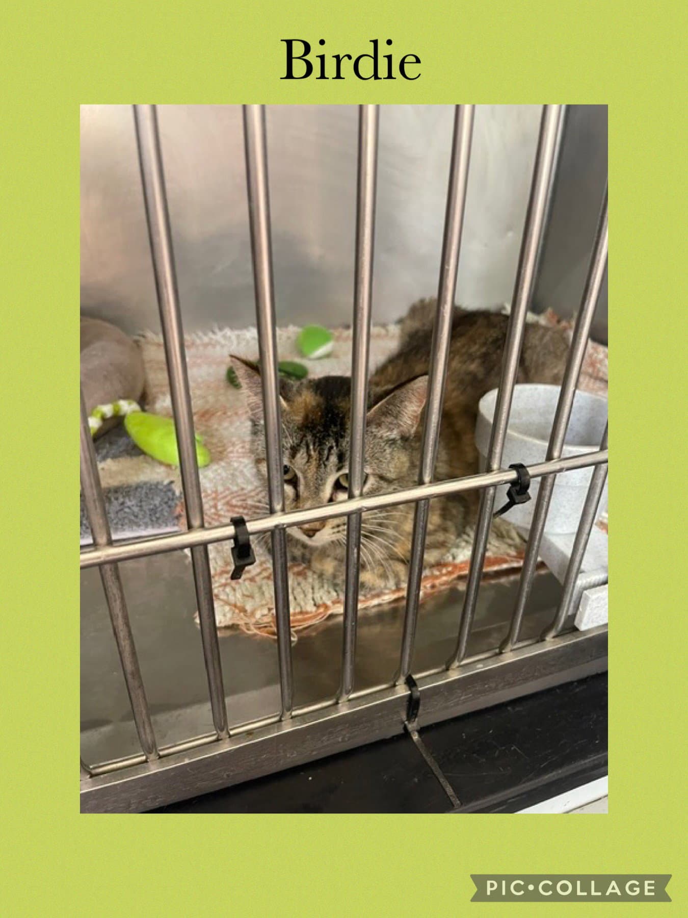 Golf- Momma Birdie - Domestic Medium Hair