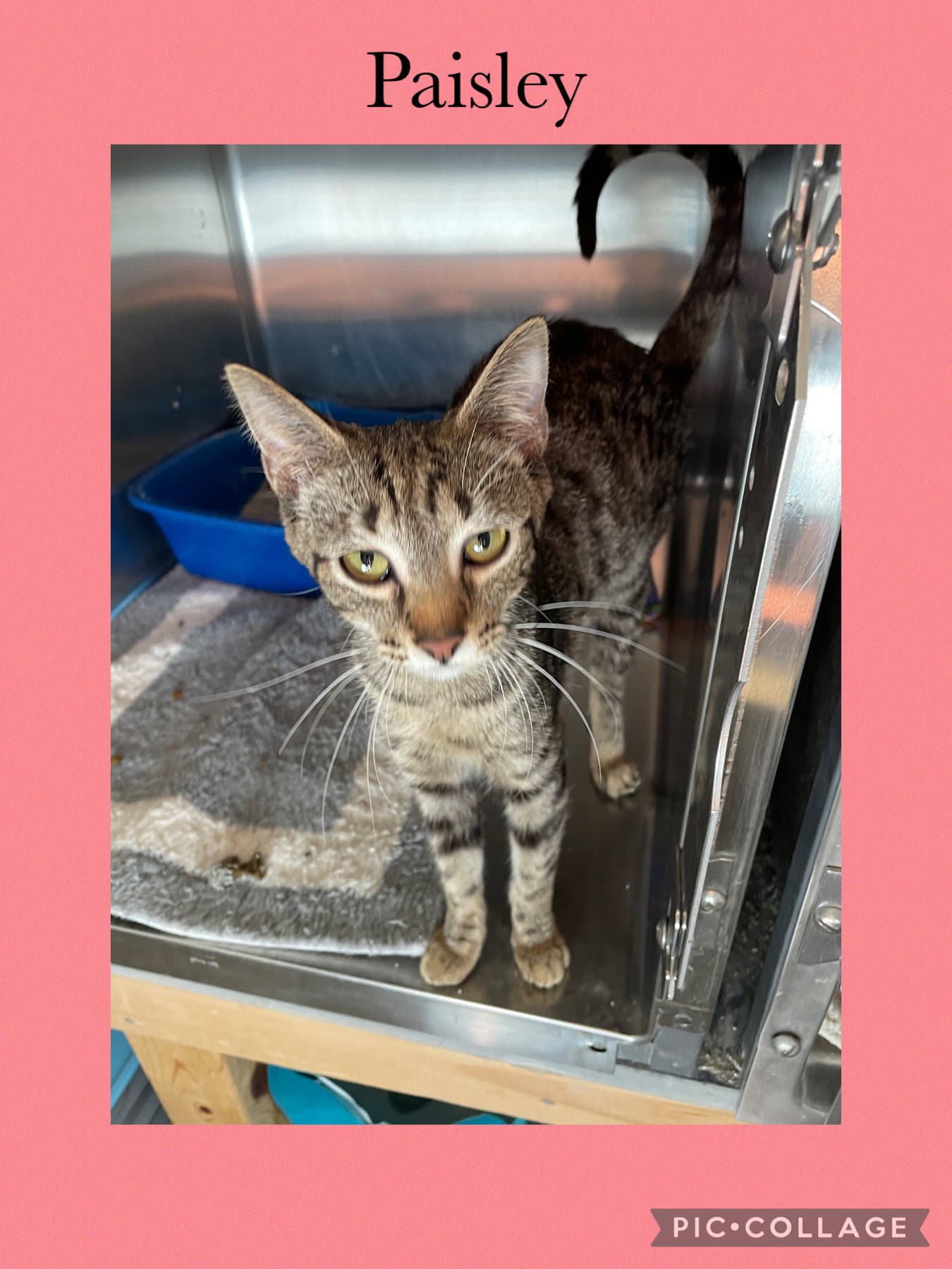 Paisley - Domestic Short Hair