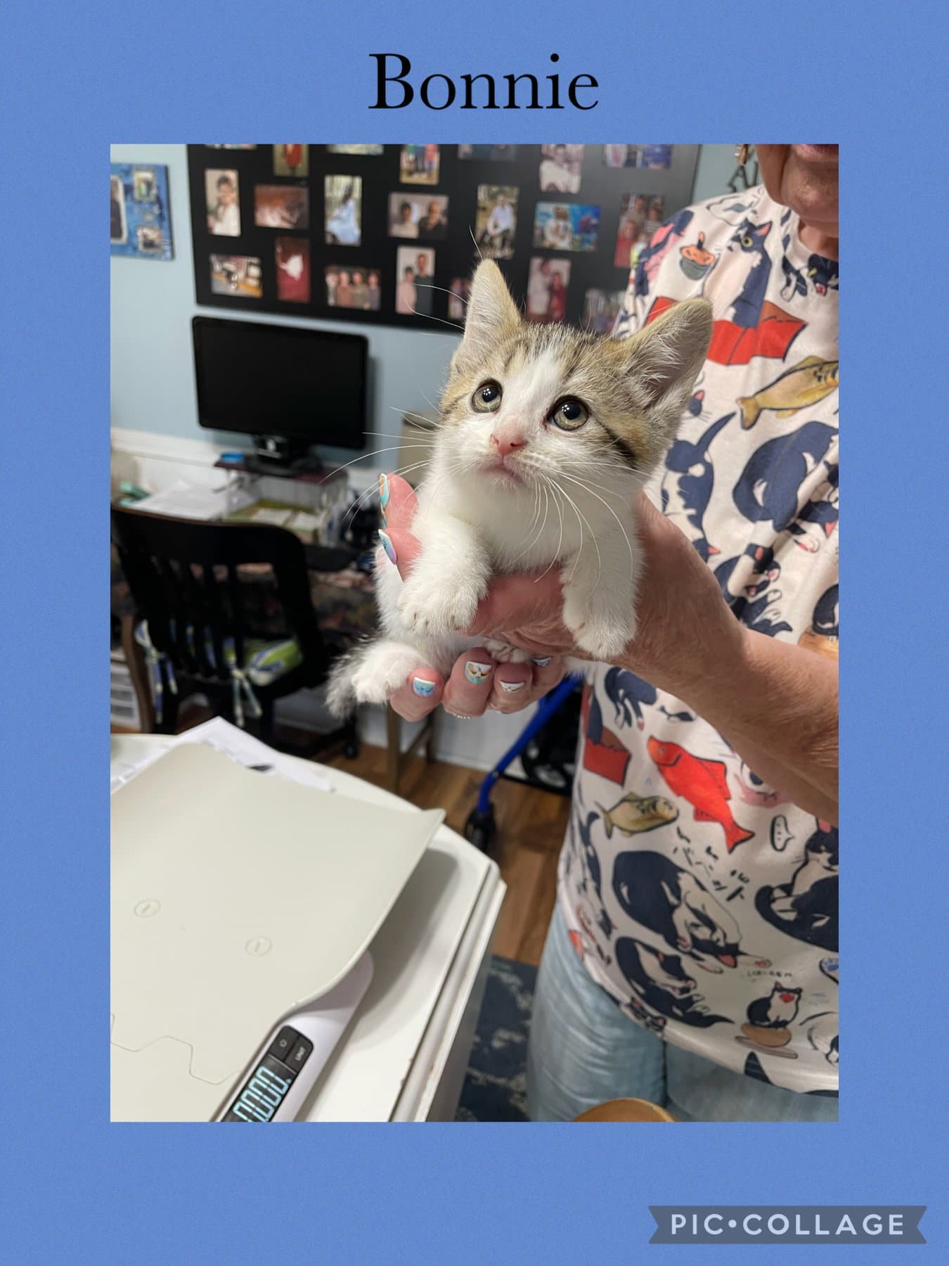 Charlene Kitten Four- Bonnie - Domestic Short Hair