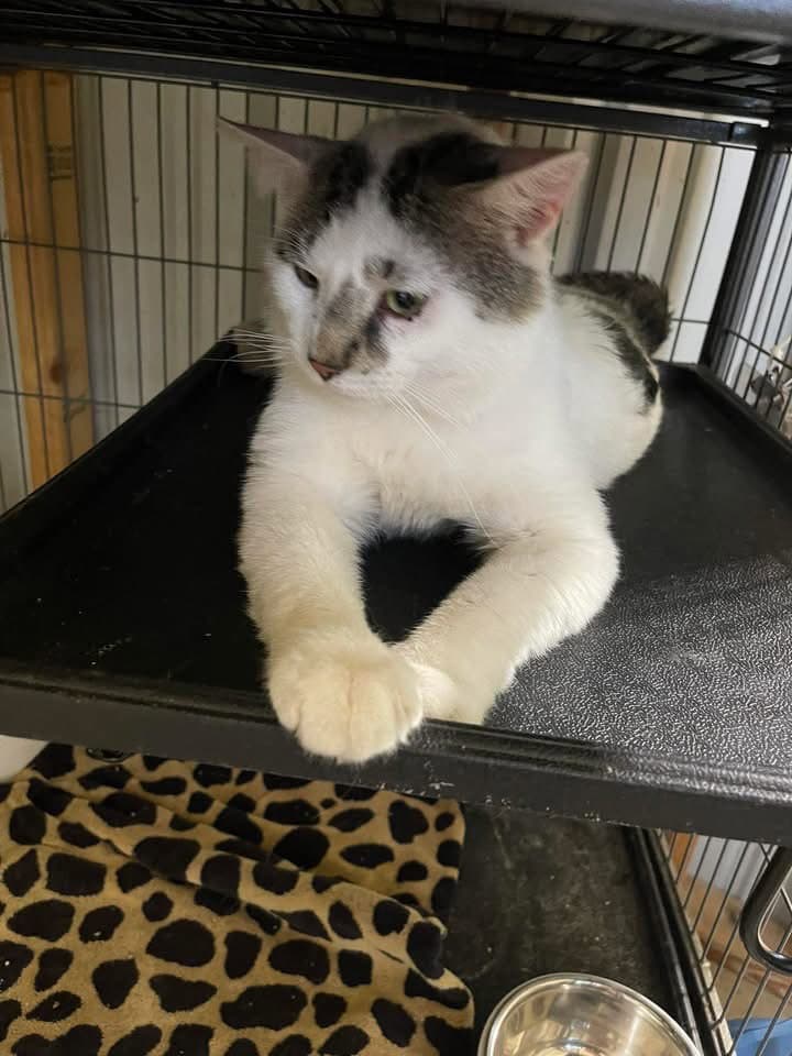 Joey - Domestic Short Hair
